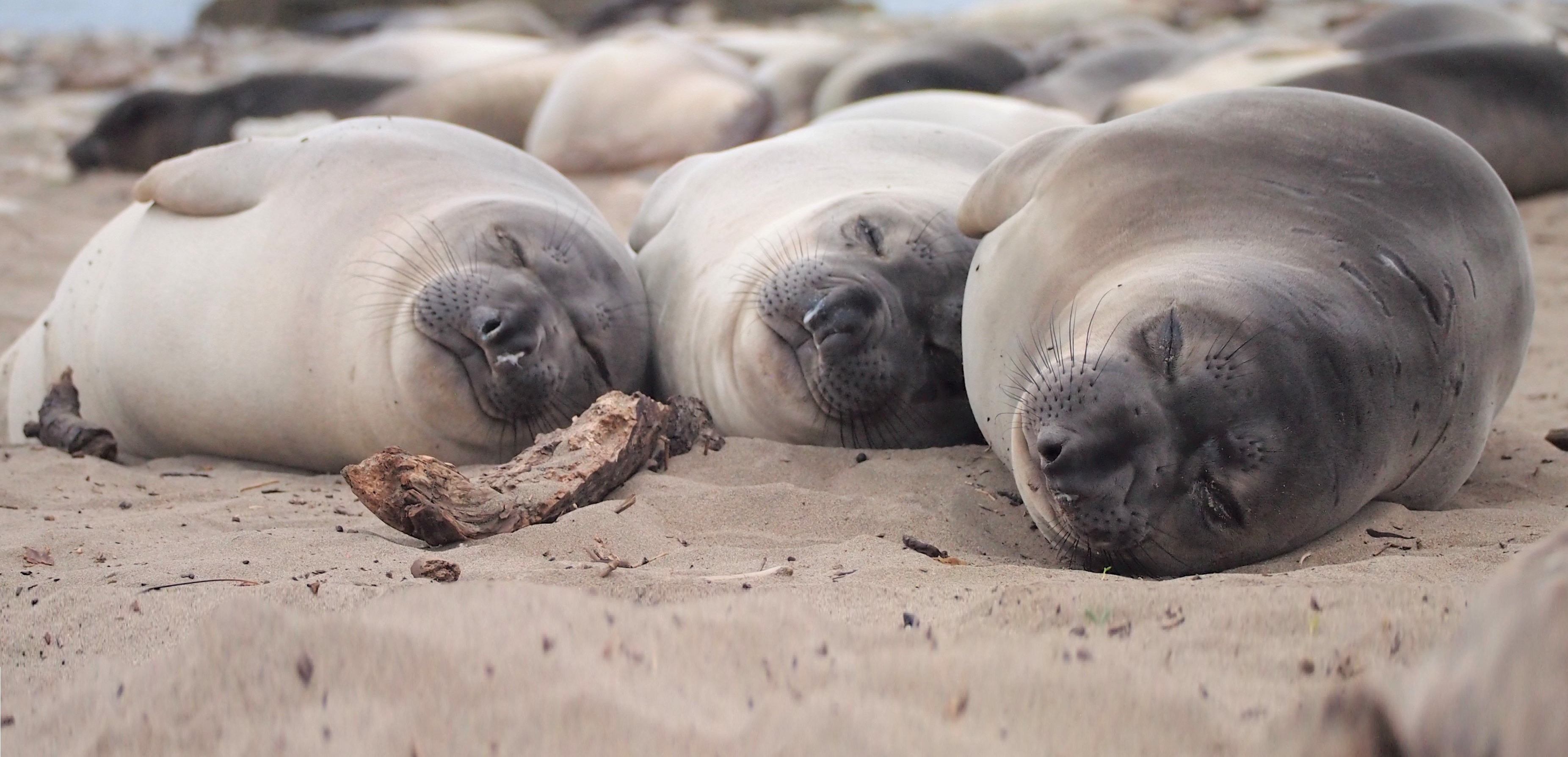 Elephant seals drift off to sleep while diving far below the ocean